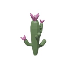 Cactus Flowers 2